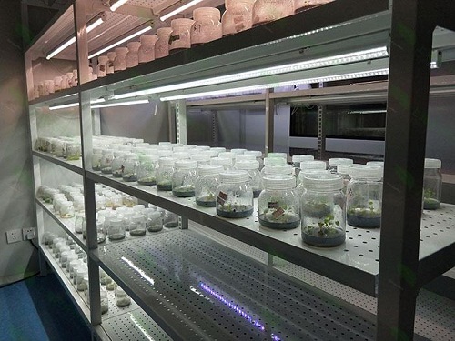 东海植物组织培养实验室设计建设方案